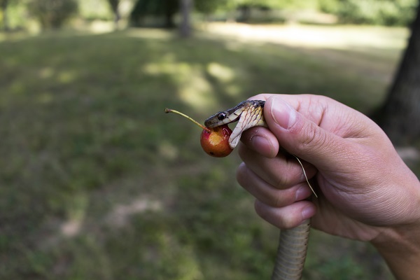 Snake eating fruit
